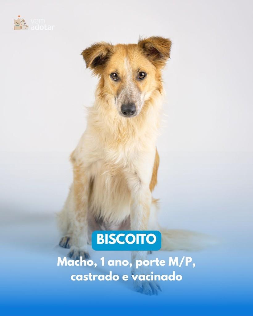 Biscoito, cachorro de porte pequeno para adoção em Porto Alegre - RS