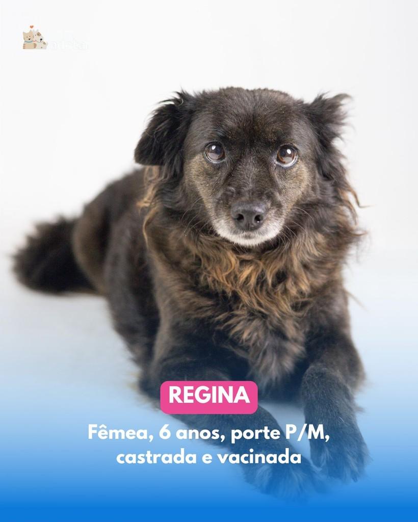 Regina, cachorro de porte pequeno para adoção em Porto Alegre - RS