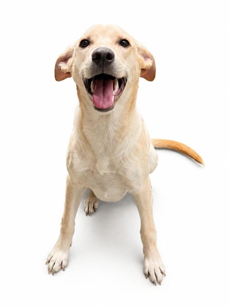 Nala, cadela de porte pequeno para adoção em Cotia - SP