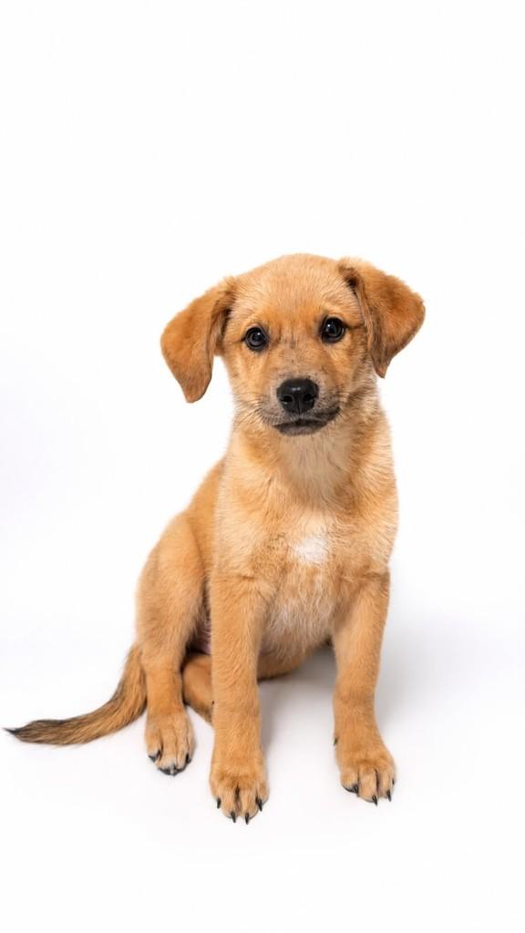 Dylan, cachorro de porte médio para adoção em Cotia - SP