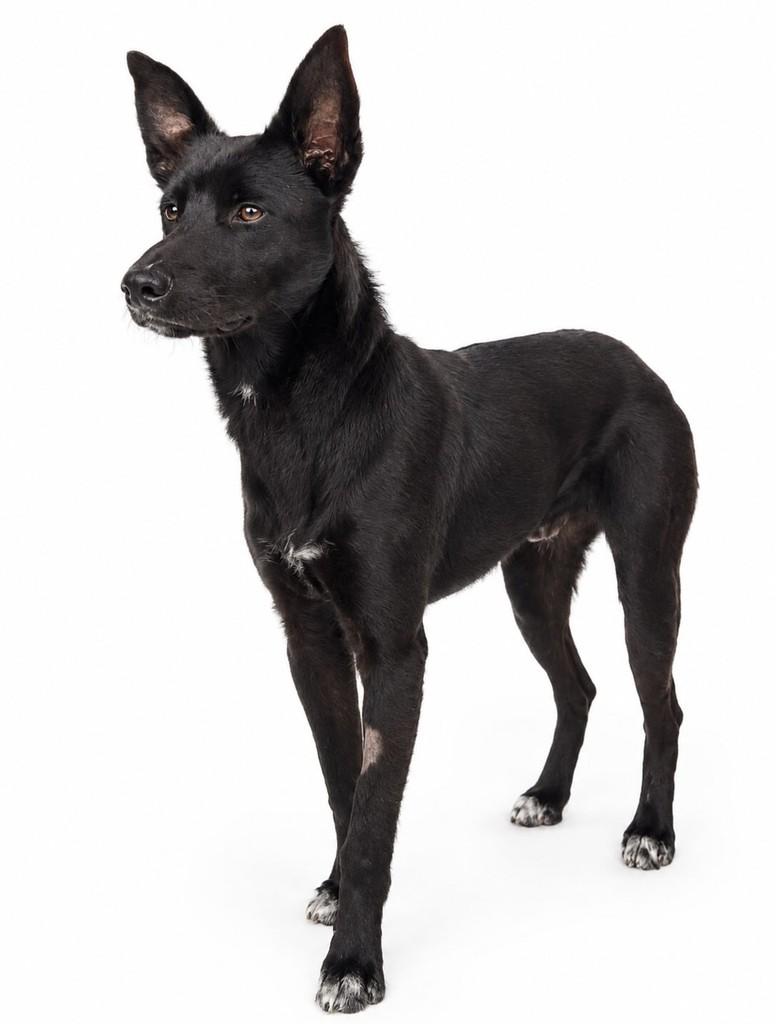 Thor, cachorro de porte médio para adoção em Cotia - SP