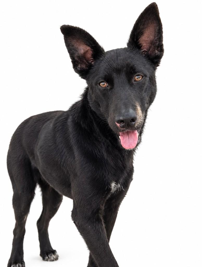 Thor, cachorro de porte médio para adoção em Cotia - SP — foto 2 de 2