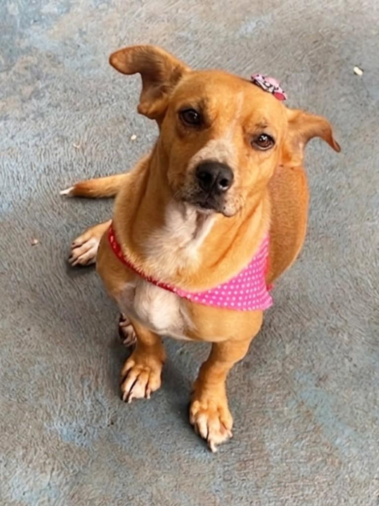 Arlequina, cachorro de porte pequeno para adoção em Goiânia - GO