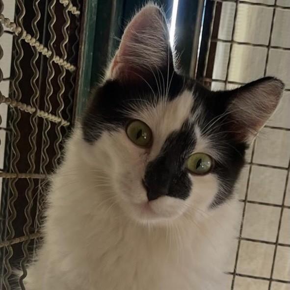 Monet, gato de porte pequeno para adoção em Goiânia - GO