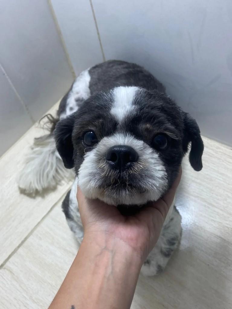 Fred, cachorro de porte médio para adoção em Goiânia - GO