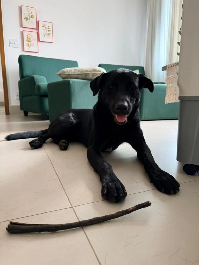 Beethoven, cachorro de porte grande para adoção em Goiânia - GO