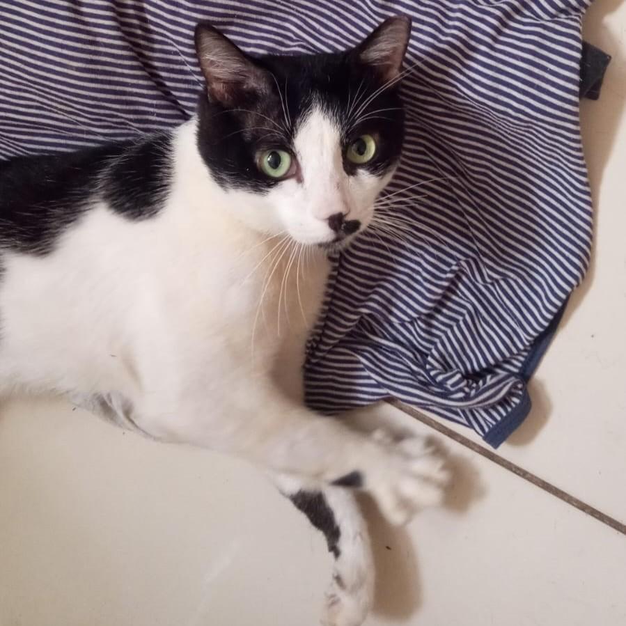Haroldo, gato de porte pequeno para adoção em Goiânia - GO