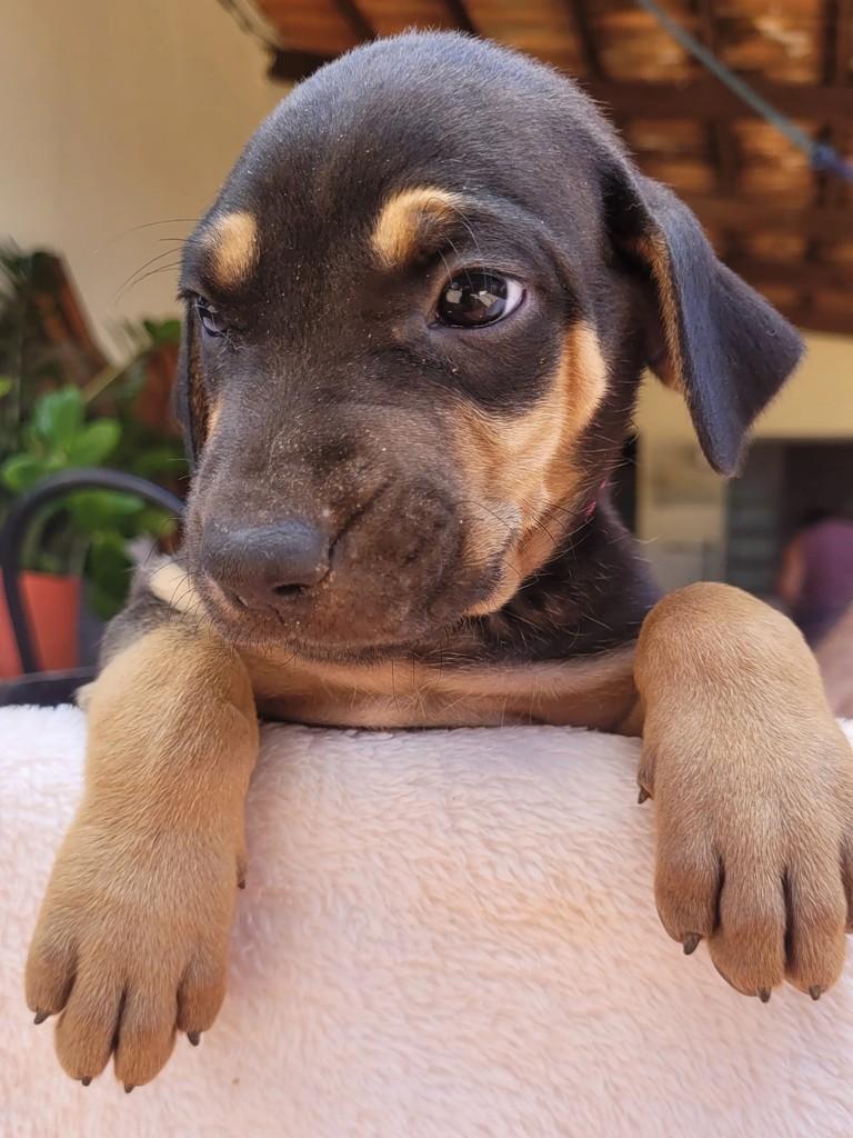 Pipa, cadela de porte médio para adoção em Goiânia - GO