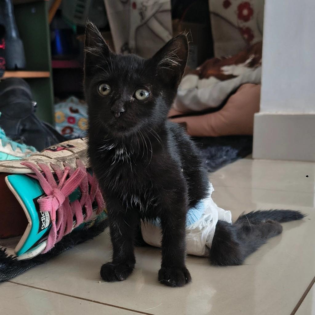 Tarsila, gata de porte pequeno para adoção em Goiânia - GO