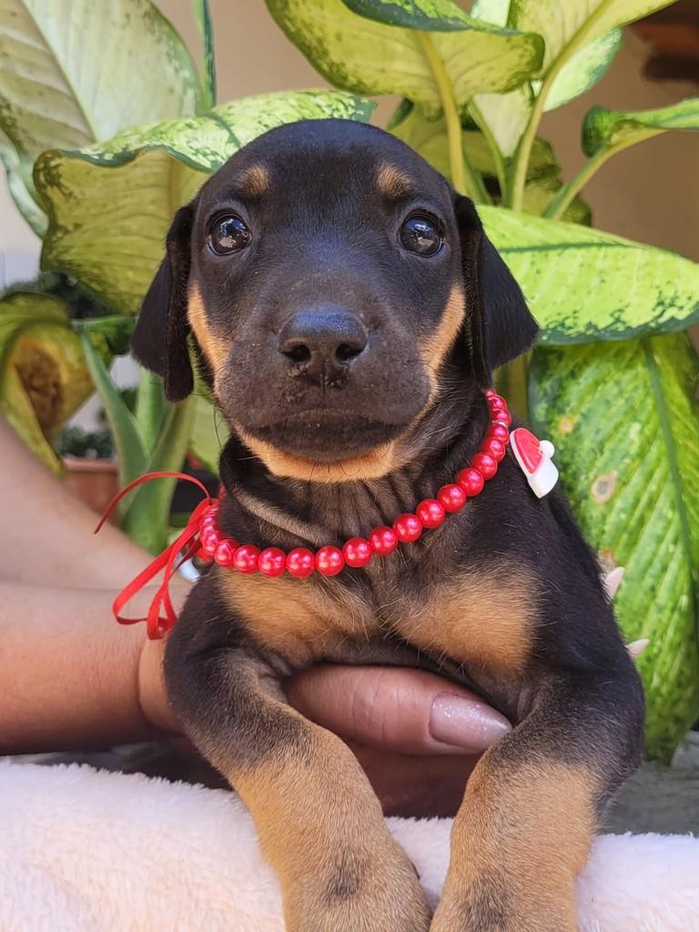 Bolinha, cadela de porte médio para adoção em Goiânia - GO