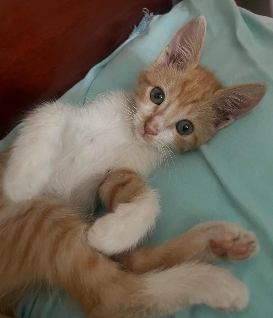 Princesinha, gata de porte pequeno para adoção em Goiânia - GO