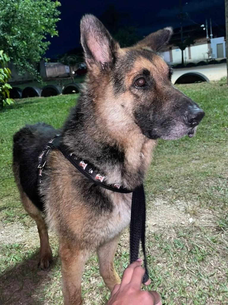 Hércules, cachorro de porte grande para adoção em Goiânia - GO