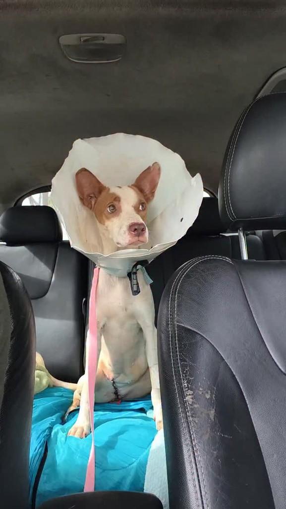 Fusco, cachorro de porte pequeno para adoção em Goiânia - GO