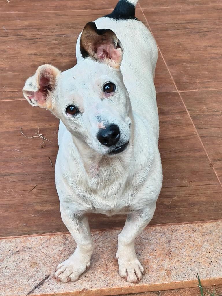 Palmito, cachorro de porte pequeno para adoção em Goiânia - GO