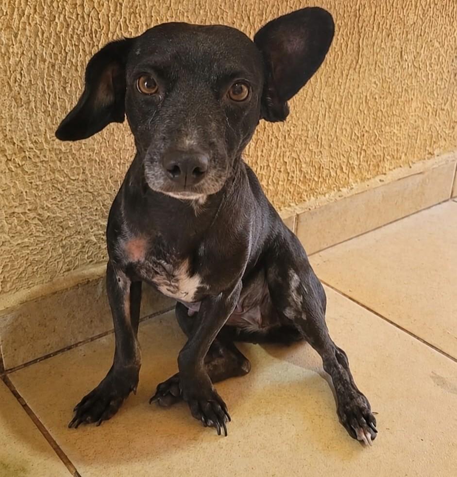 Aura, cachorro de porte pequeno para adoção em Goiânia - GO