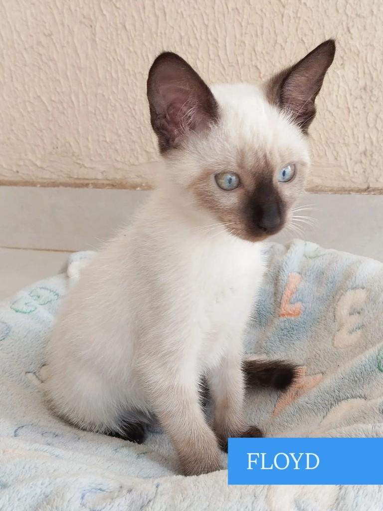 Floyd, gato de porte pequeno para adoção em Goiânia - GO
