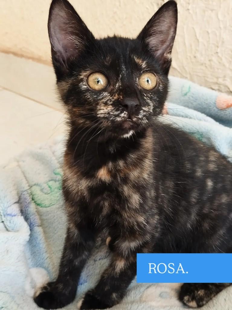 Rosa, gata de porte pequeno para adoção em Goiânia - GO