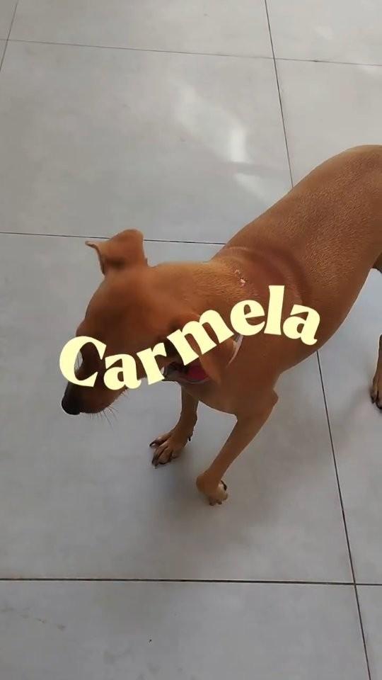 Carmela, cachorro de porte médio para adoção em Goiânia - GO