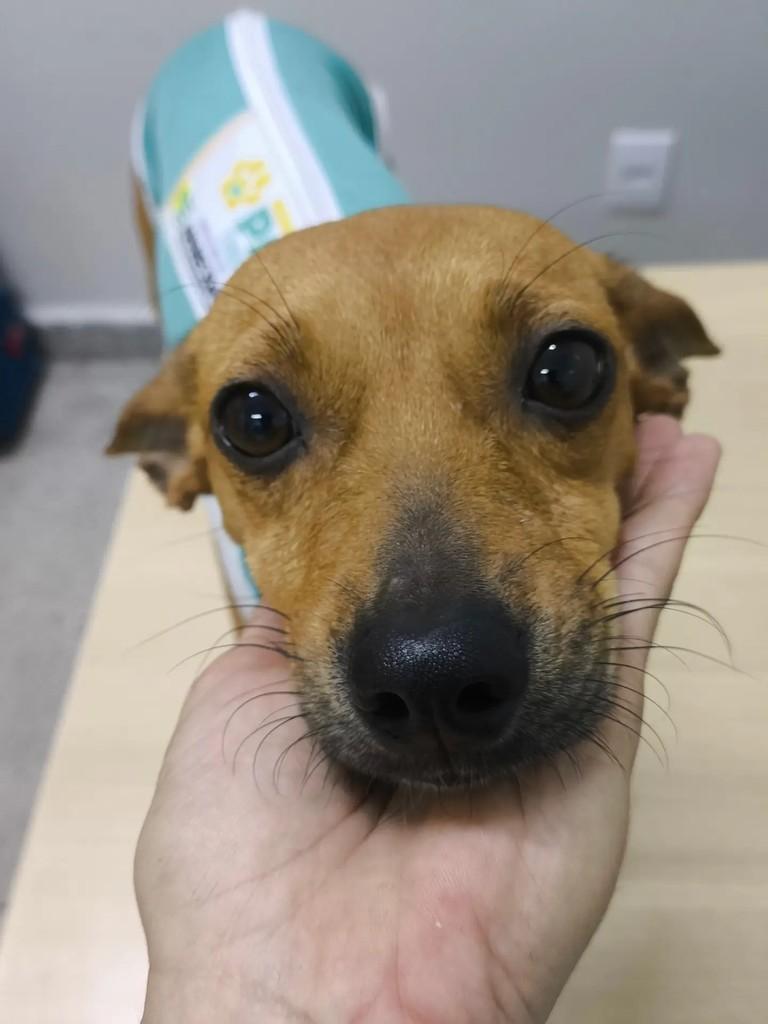 Pequena, cachorro de porte pequeno para adoção em Goiânia - GO