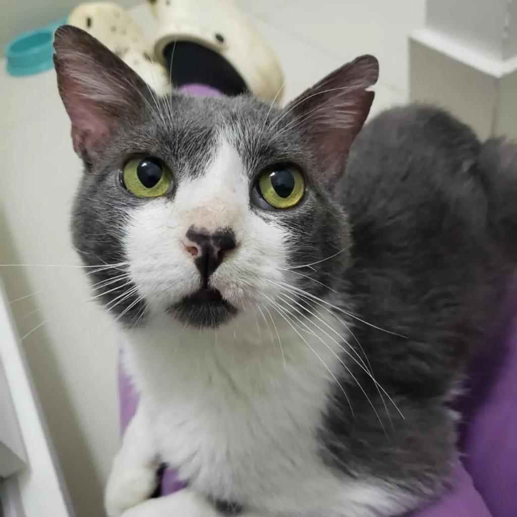 Floquinho, gato de porte médio para adoção em Goiânia - GO