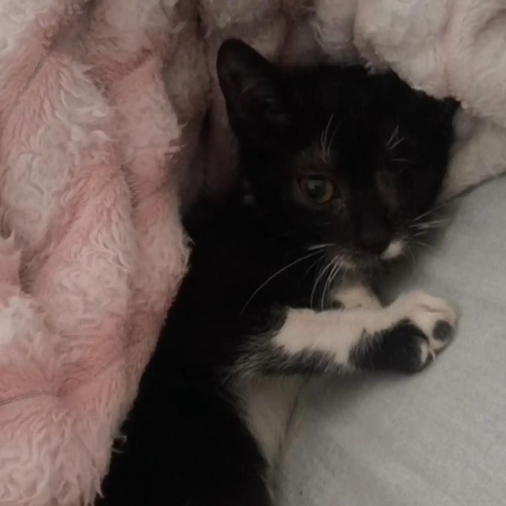 Amaral, gato de porte pequeno para adoção em Goiânia - GO
