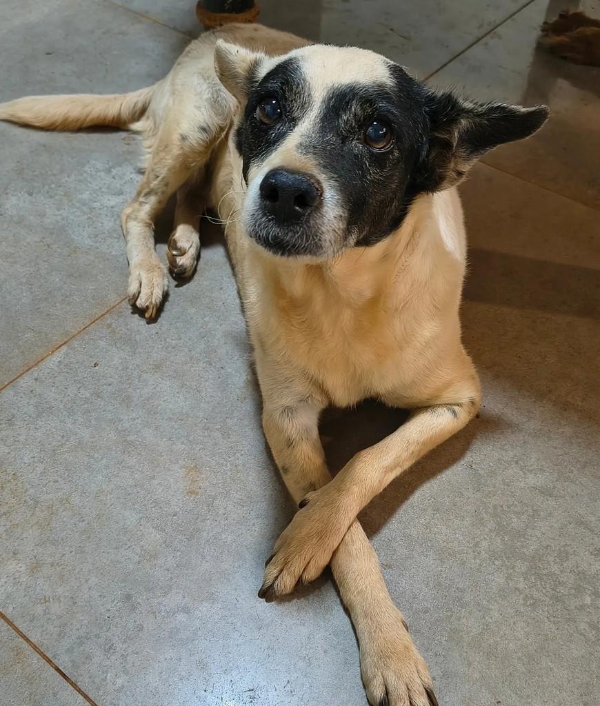 Isolda, cadela de porte grande para adoção em Goiânia - GO