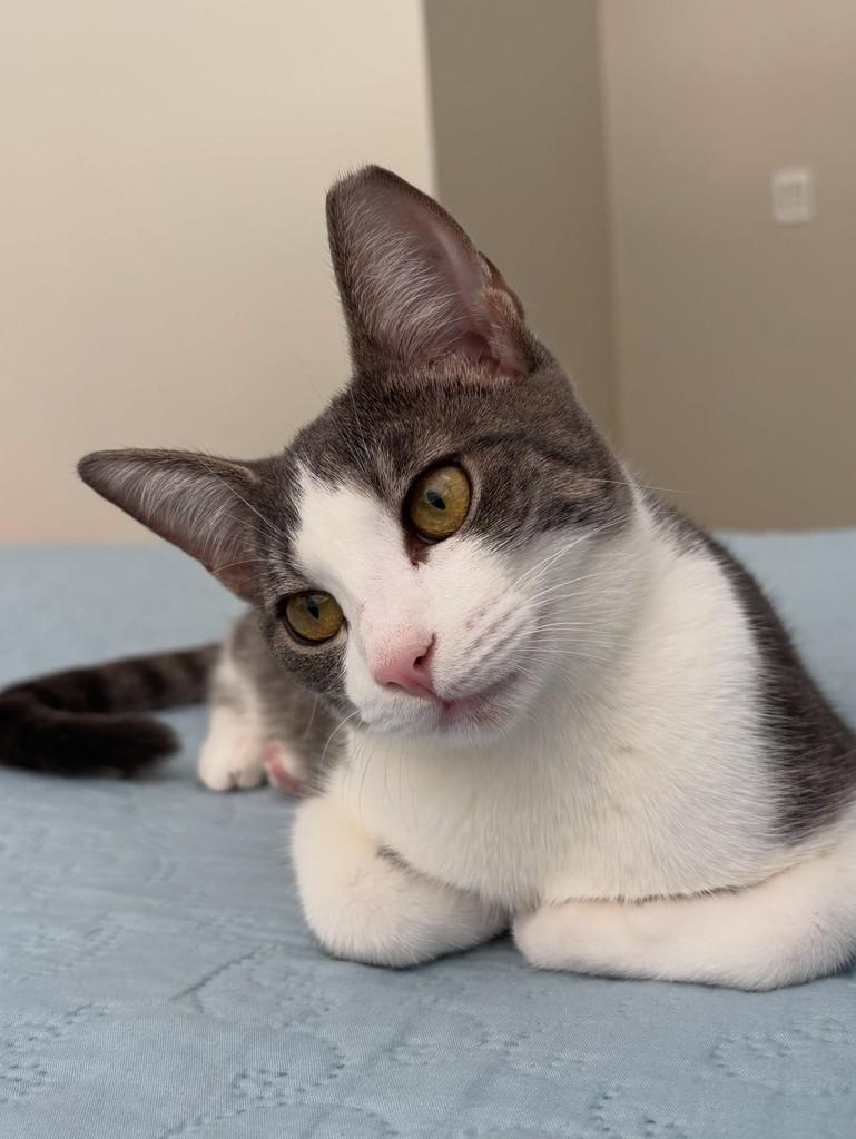 Adelaide, gata de porte pequeno para adoção em Goiânia - GO