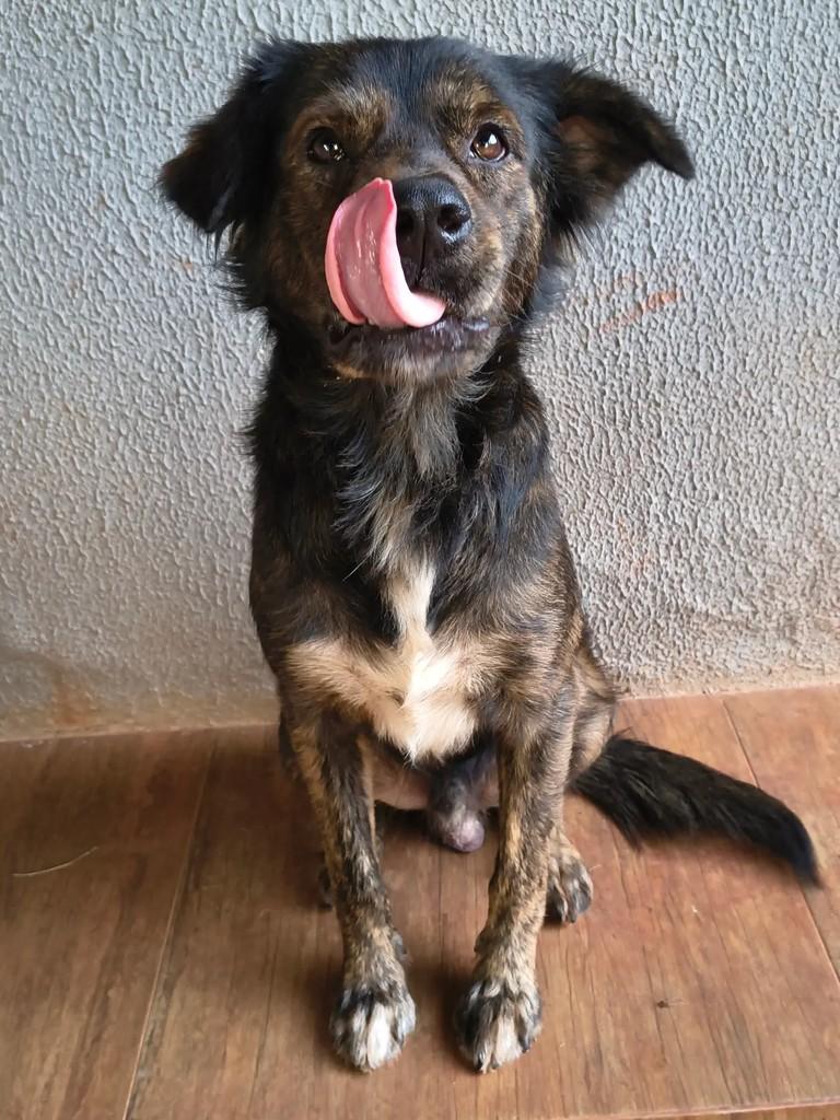 Leopoldo, cachorro de porte médio para adoção em Goiânia - GO