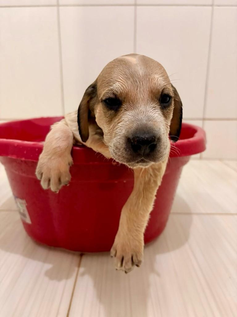 Toddynho, cachorro de porte pequeno para adoção em Goiânia - GO
