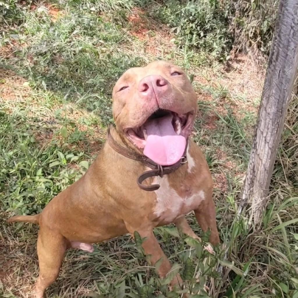Capuccino, cachorro de porte médio para adoção em Goiânia - GO