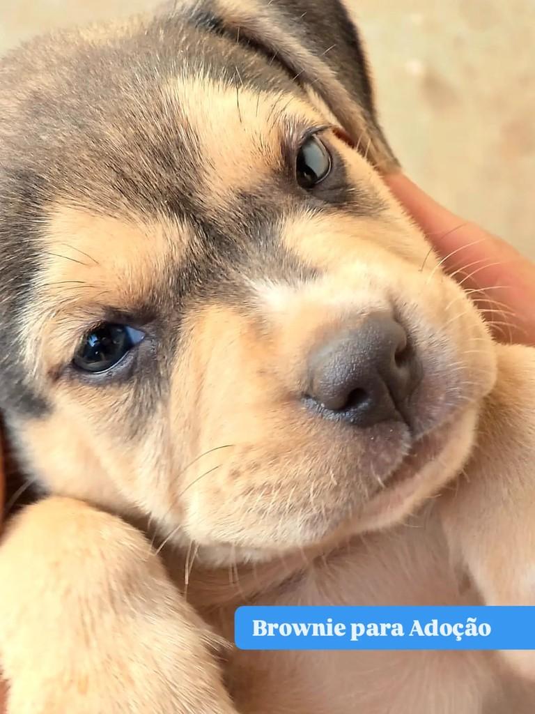 Brownie, cachorro de porte grande para adoção em Goiânia - GO