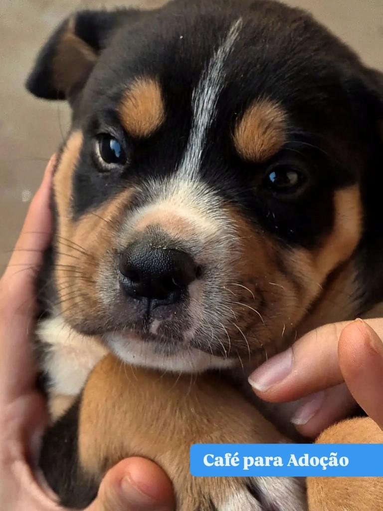 Café, cachorro de porte pequeno para adoção em Goiânia - GO