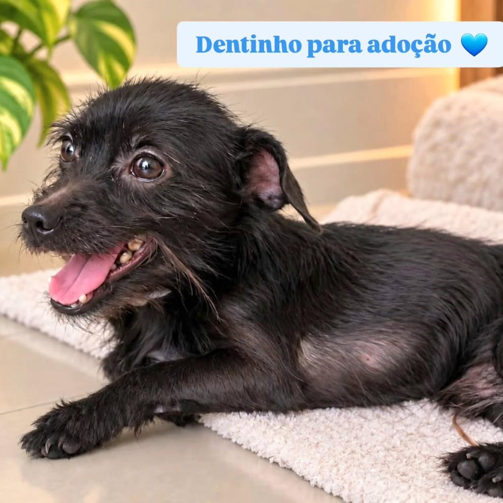 Dentinho, cachorro de porte pequeno para adoção em Goiânia - GO