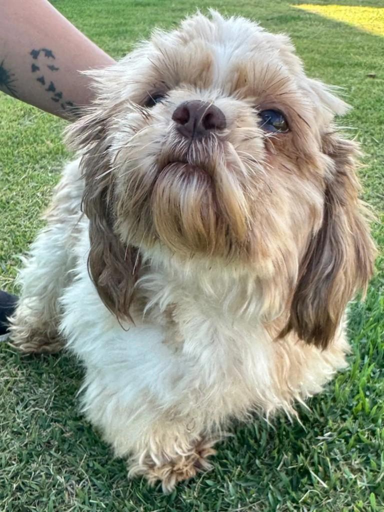 Bacon, cachorro de porte pequeno para adoção em Goiânia - GO