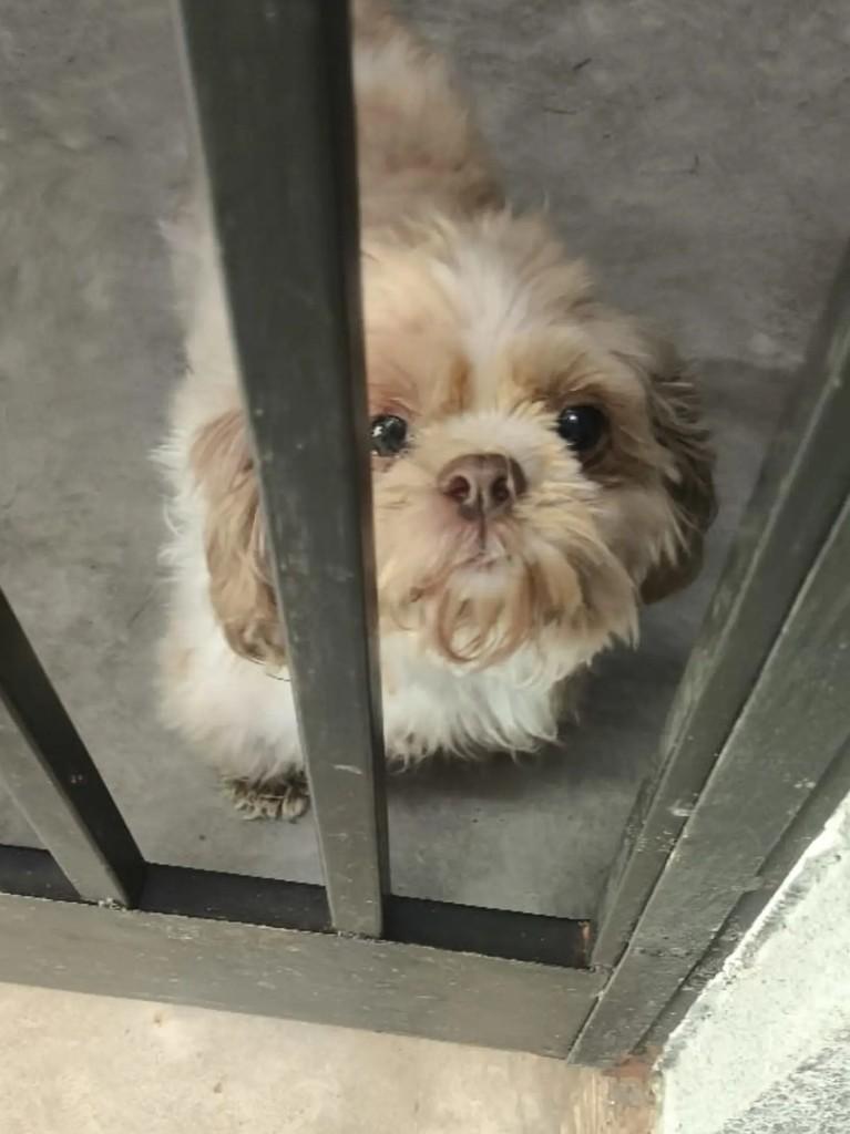 Bacon, cachorro de porte pequeno para adoção em Goiânia - GO — foto 2 de 4