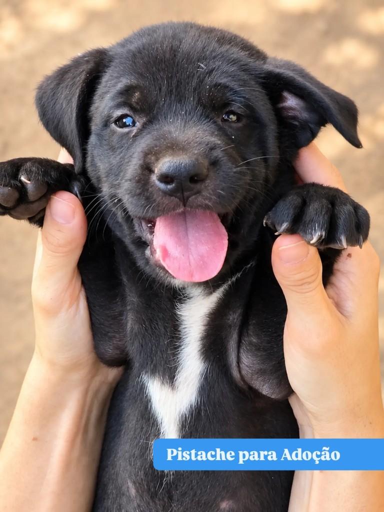 Pistache, cachorro de porte médio para adoção em Goiânia - GO