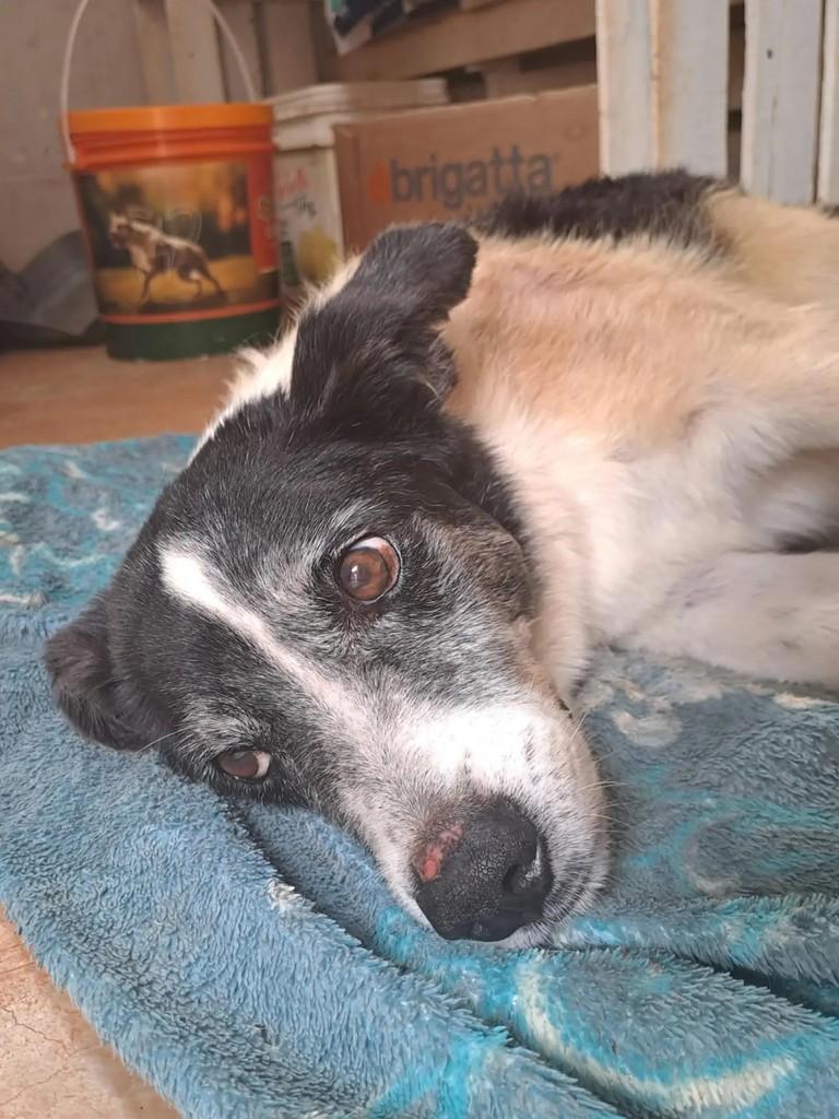 Cigano, cachorro de porte médio para adoção em Goiânia - GO