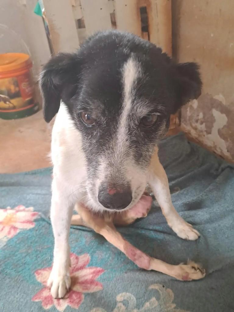 Cigano, cachorro de porte médio para adoção em Goiânia - GO — foto 2 de 3