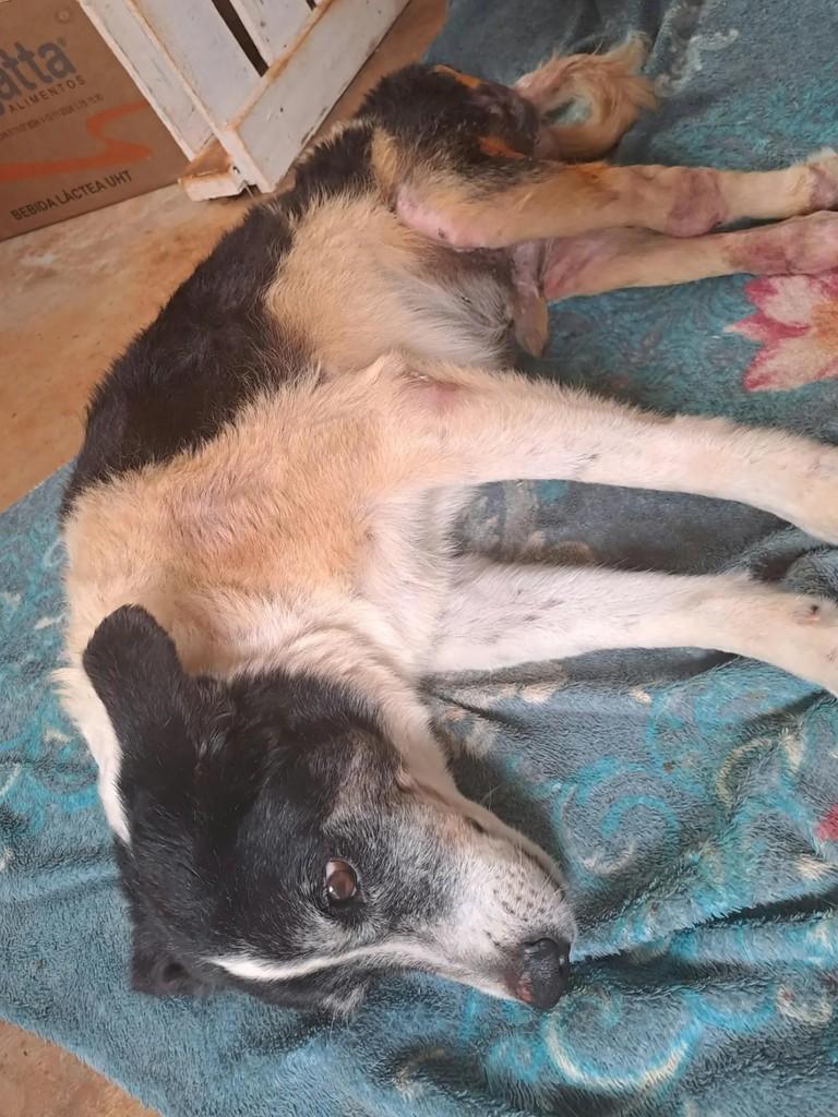 Cigano, cachorro de porte médio para adoção em Goiânia - GO — foto 3 de 3