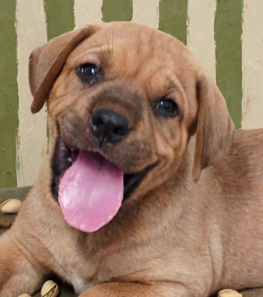 Kinder, cachorro de porte médio para adoção em Goiânia - GO