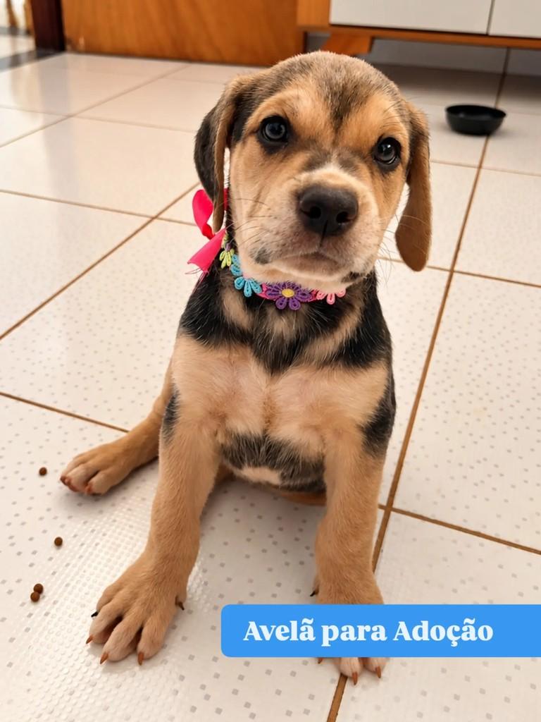 Avelã, cadela de porte médio para adoção em Goiânia - GO