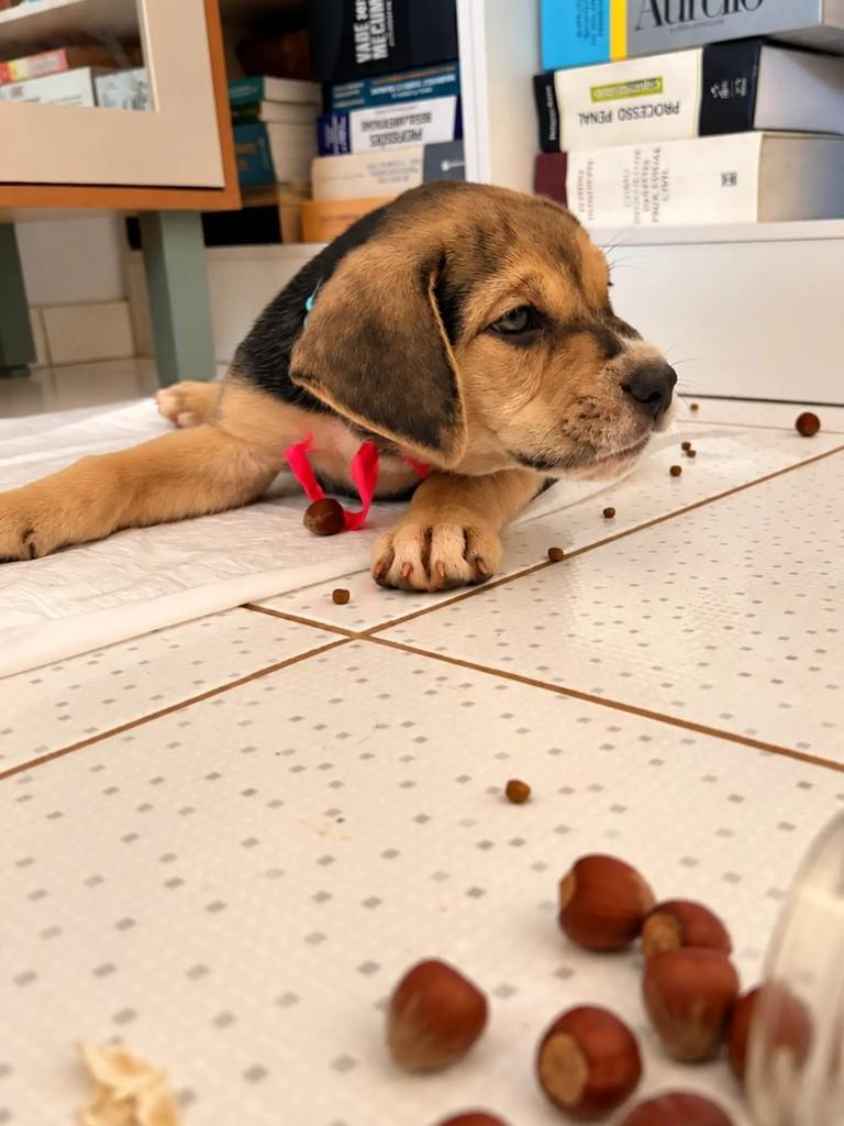 Avelã, cadela de porte médio para adoção em Goiânia - GO — foto 2 de 2