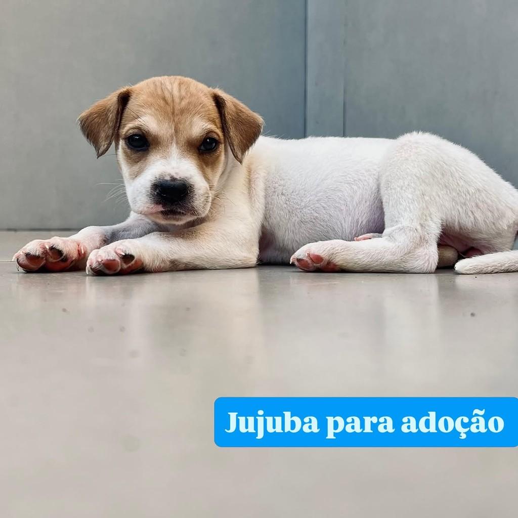 Jujuba, cadela de porte médio para adoção em Goiânia - GO