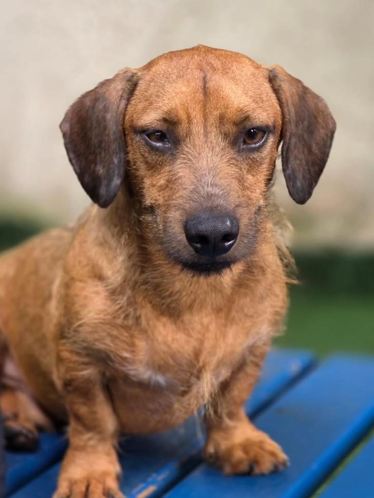 Salsicha Fiapo de Manga, cachorro de porte pequeno para adoção em Goiânia - GO