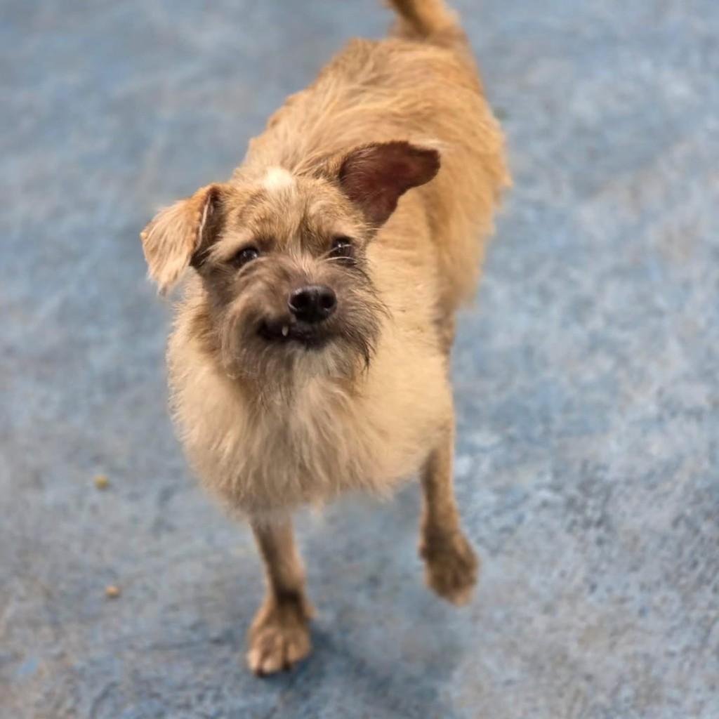 Estopinha, cachorro de porte pequeno para adoção em Goiânia - GO