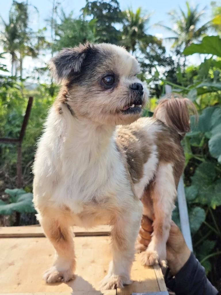 Baby, cachorro de porte pequeno para adoção em Goiânia - GO