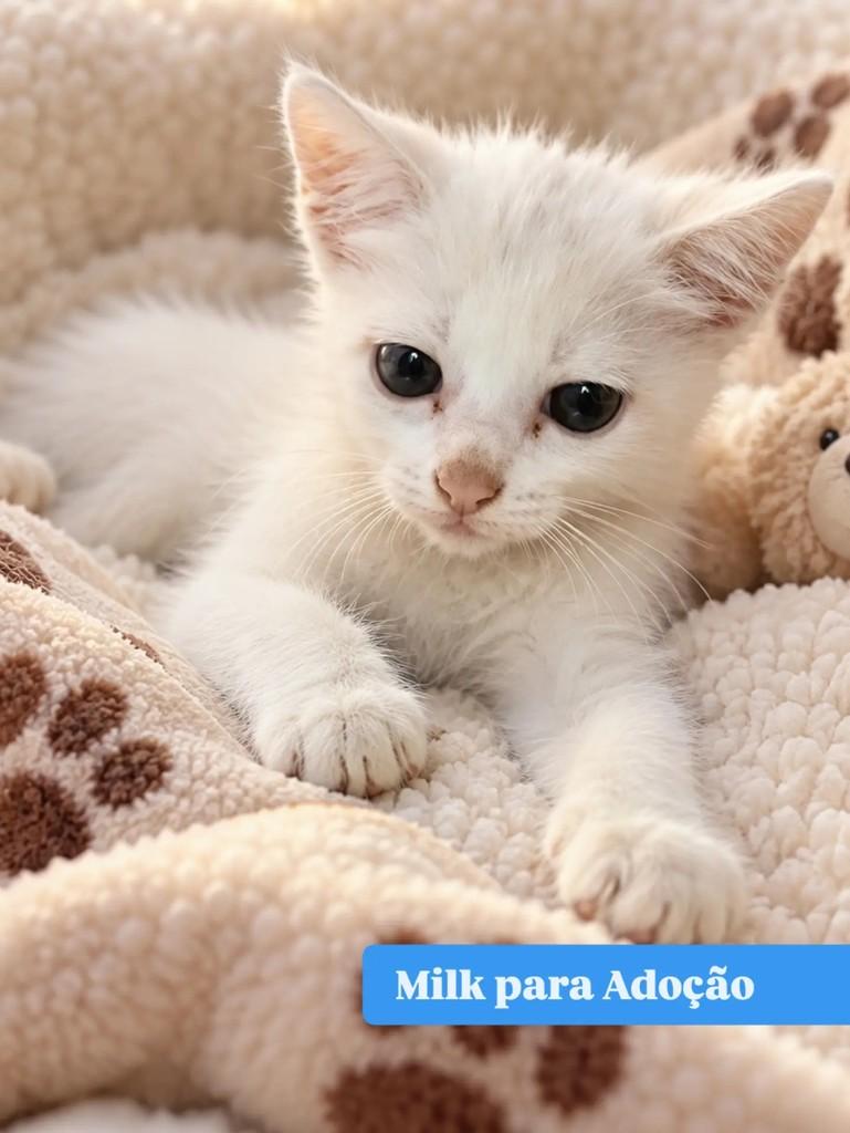Milk, gato de porte pequeno para adoção em Goiânia - GO