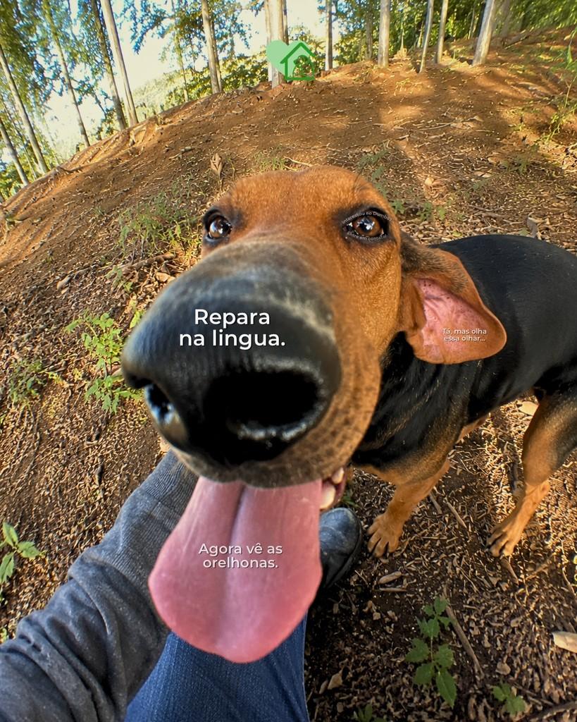 Dumbo, cachorro de porte médio para adoção em Blumenau - SC