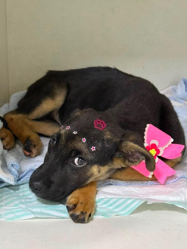 Babi, cadela de porte médio para adoção em Canela - RS