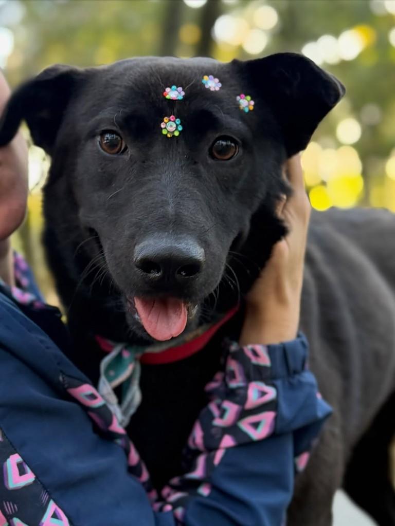 Pandora, cadela de porte médio para adoção em Chapecó - SC